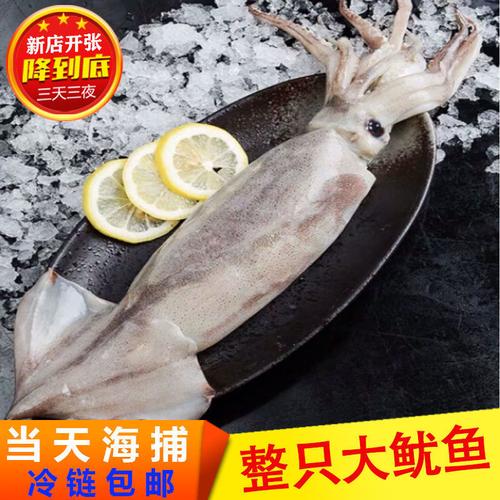 冻鱿鱼水产品-冻鱿鱼水产品厂家,品牌,图片,热帖